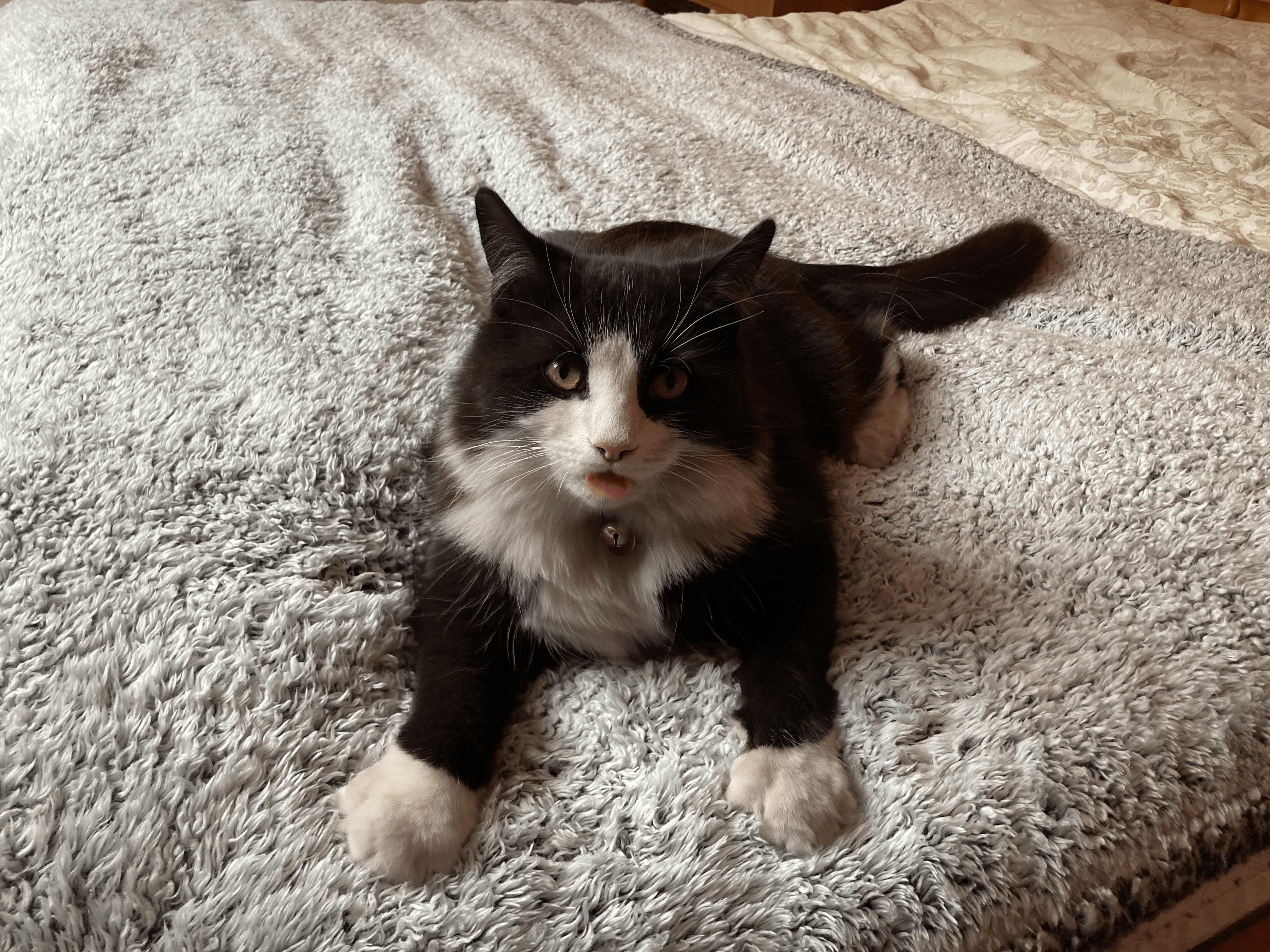 A small black and white cat on a bed looking at the camera with its tongue out.