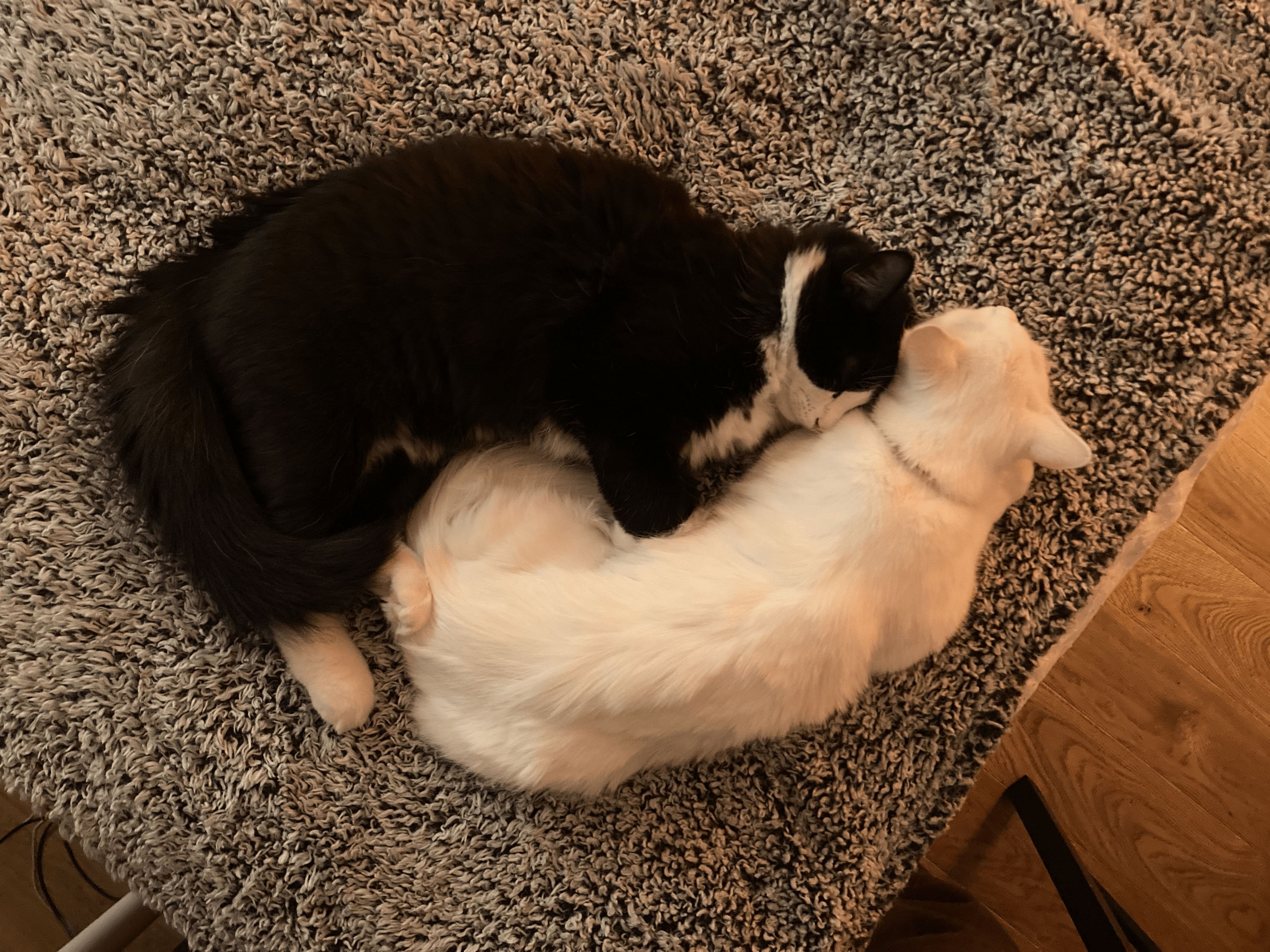 A small black and white cat curled up with a small white cat, sleeping on a bed.
