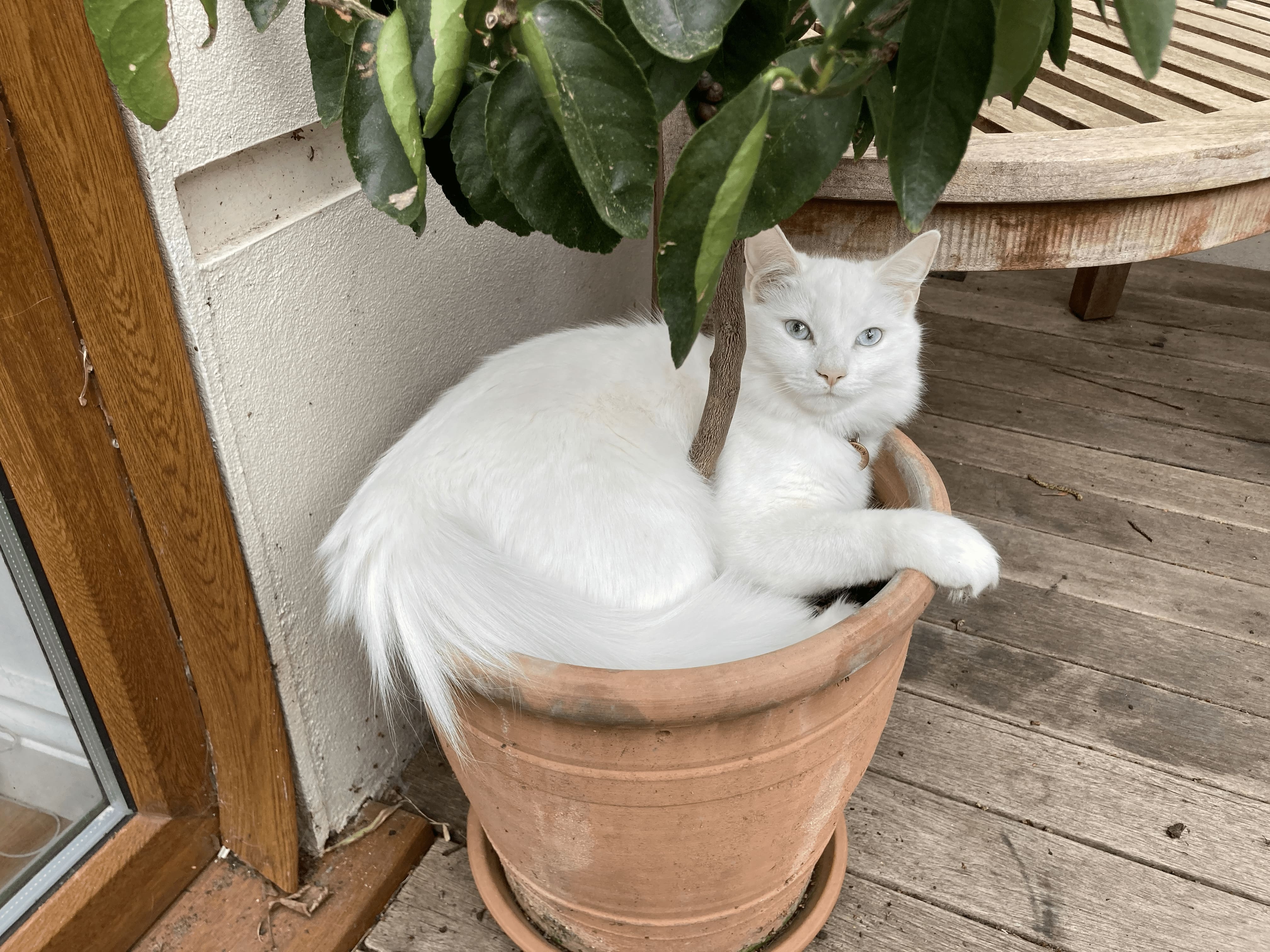 A small white cat in a plant pot looking at the camera and curled around a small tree.
