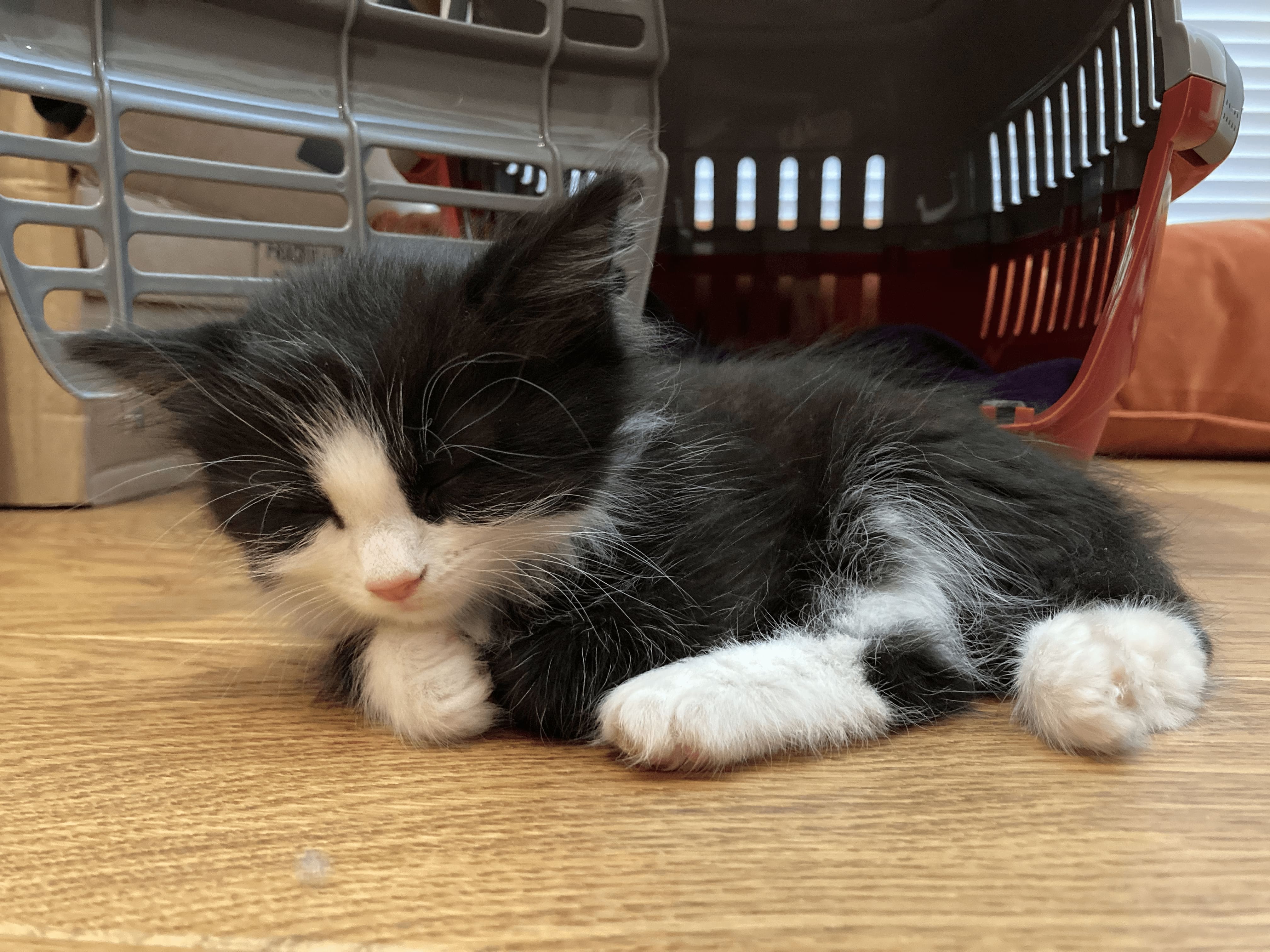 A very small black and white kitten curled up sleeping infront of a cat carrier.
