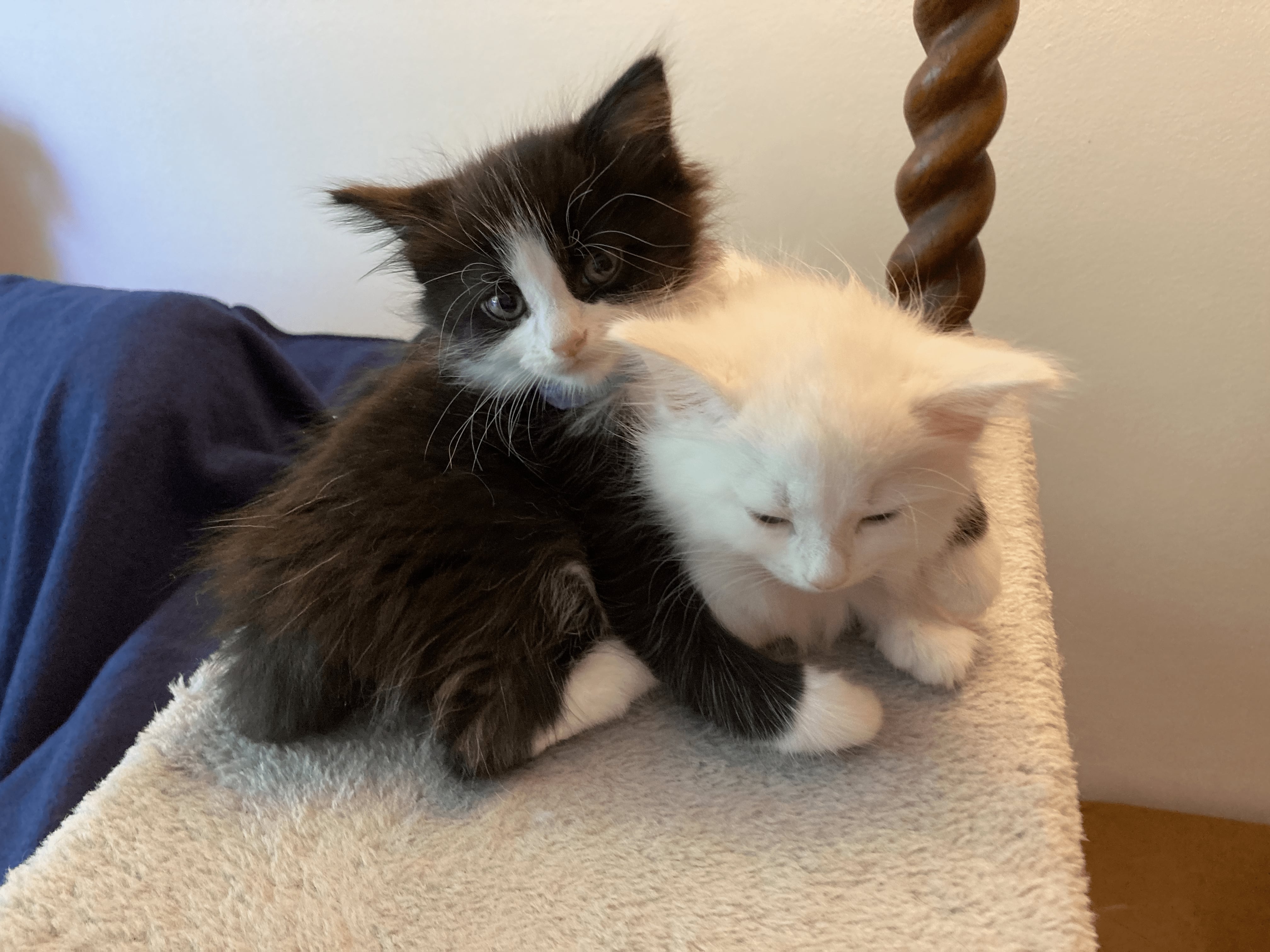 A very small white kitten sleeping and being cuddled by a very small black and white kitten who is looking at the camera.