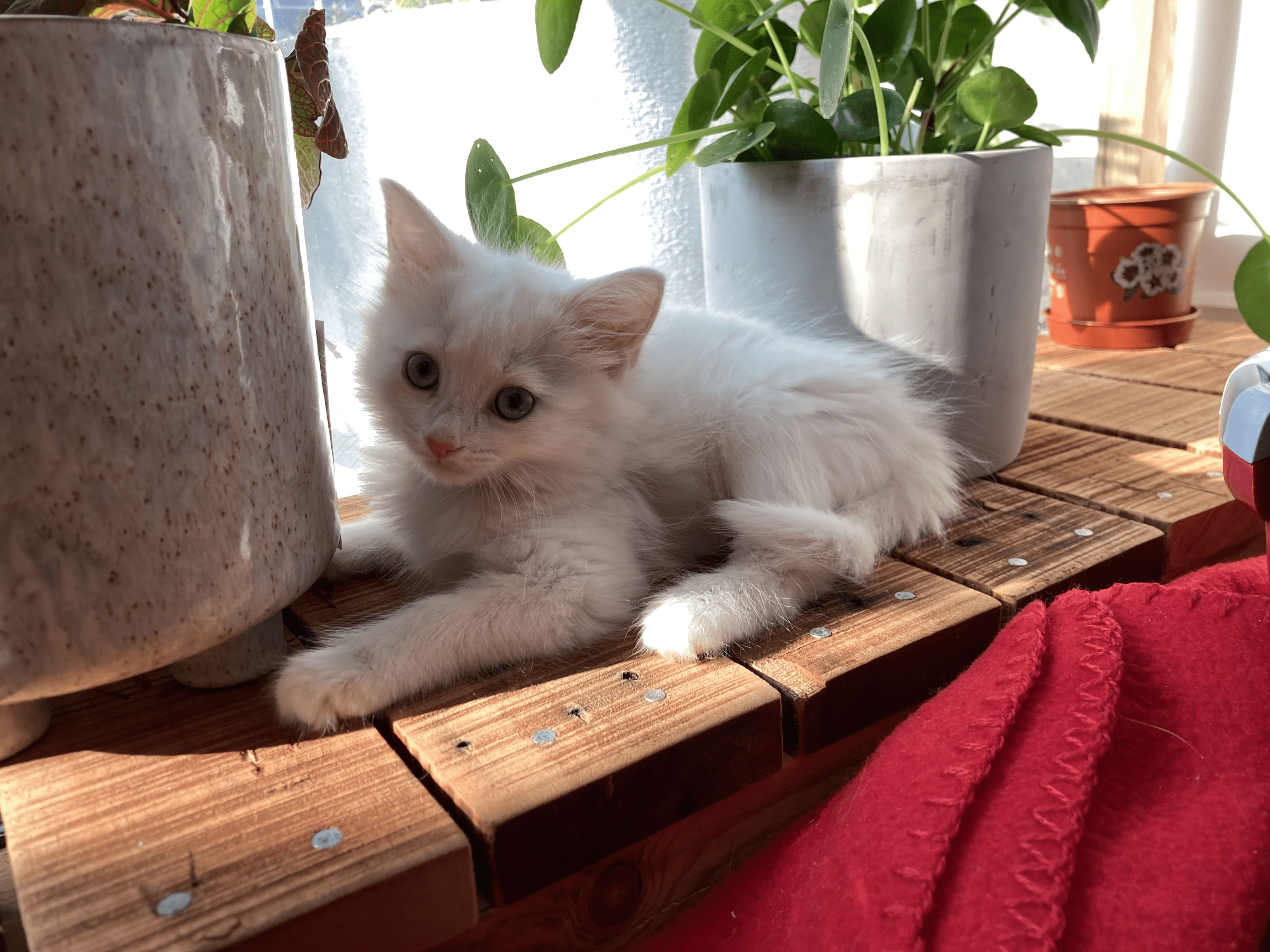 A very small white kitten lying down between two plant pots and looking at the camera.